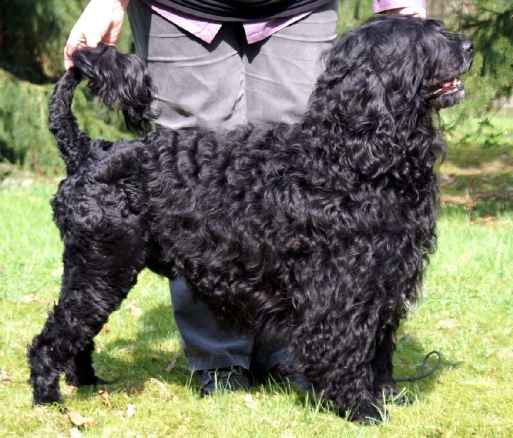 chien d'eau portugais - Race de chien