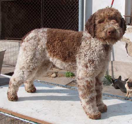 chien d'eau romagnol - Race de chien
