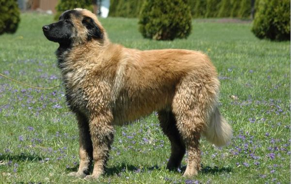 Chien de la Serra da Estrela - Race de chien