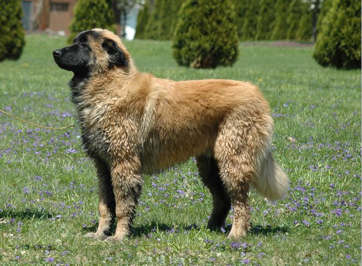 Chien de la Serra da Estrela - Race de chien