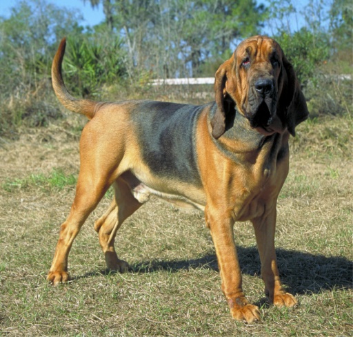 chien de Saint-Hubert - Race de chien
