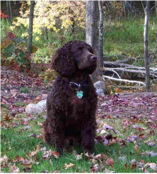 Chien d'eau américain - Race de chien