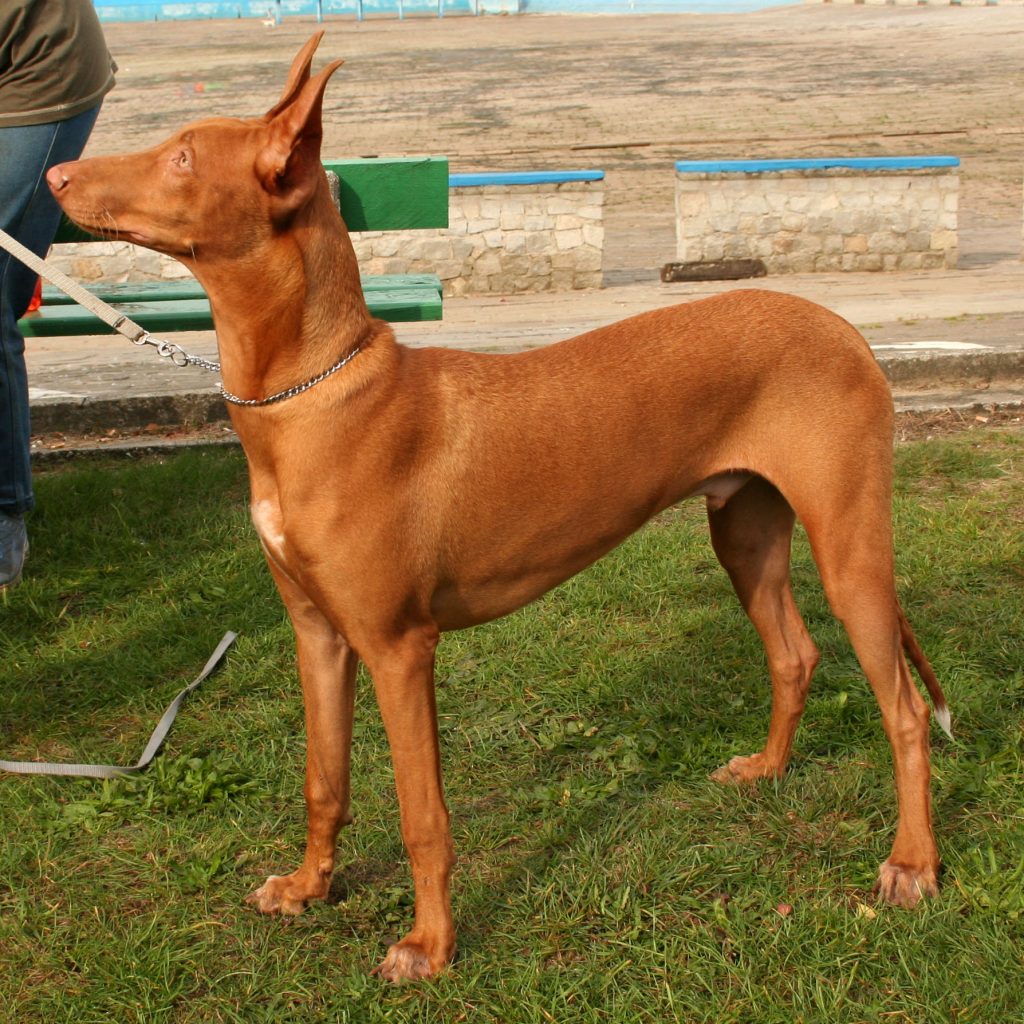 Chien du Pharaon - Race de chien