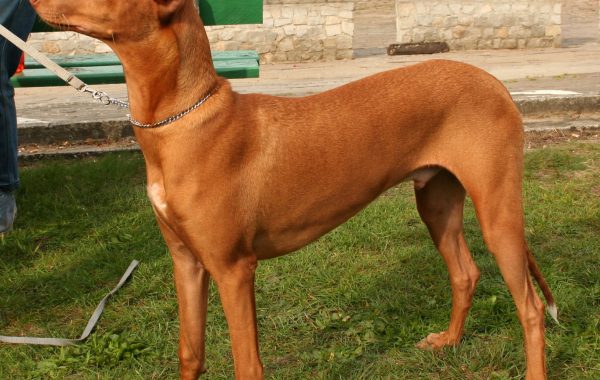 Chien du Pharaon - Race de chien