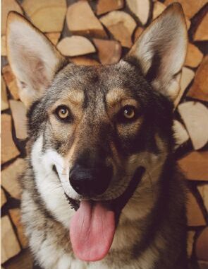 Chien-loup de Saarloos - Race de chien