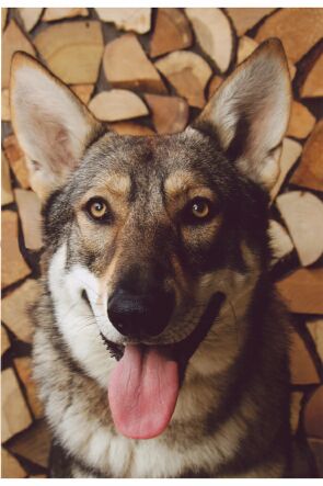 Chien-loup de Saarloos - Race de chien