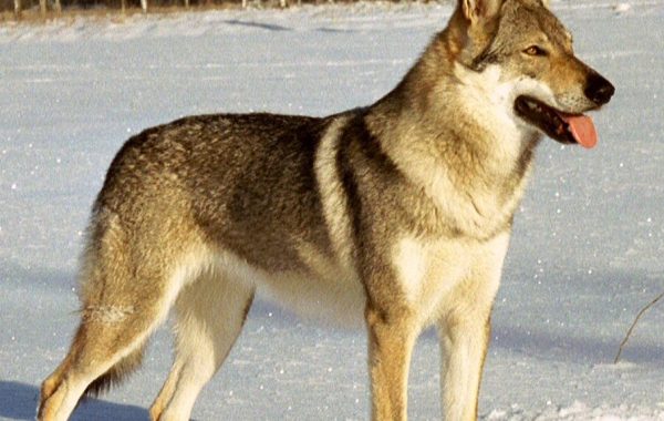 Chien-loup tchécoslovaque - Race de chien