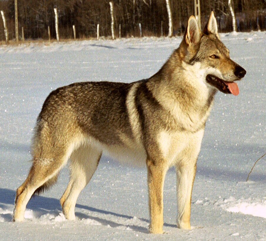 Chien-loup tchécoslovaque - Race de chien