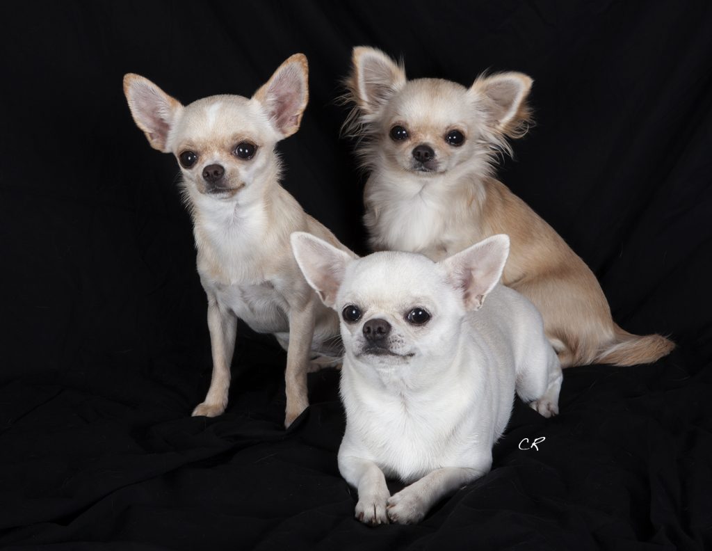 chihuahua - Race de chien