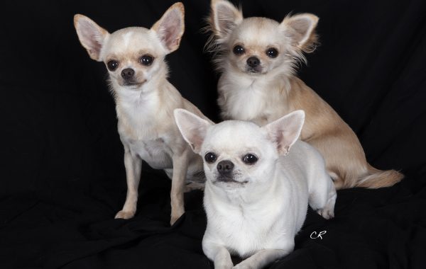 chihuahua - Race de chien
