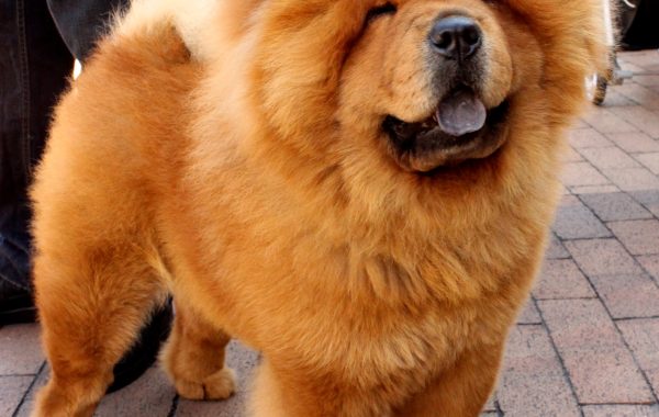 Chow-chow - Race de chien