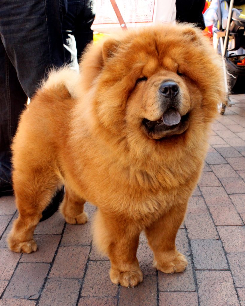 Chow-chow - Race de chien