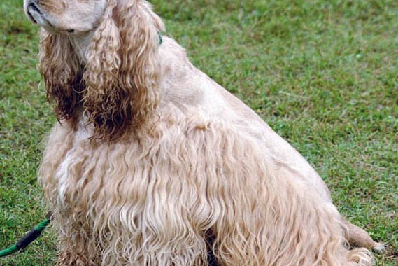 Cocker américain - Race de chien