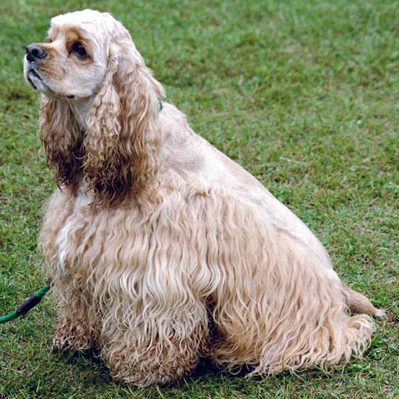 Cocker américain - Race de chien
