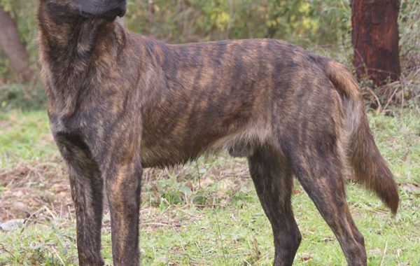 Cursinu - Race de chien
