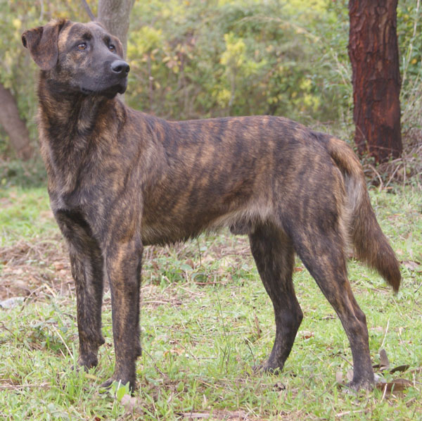Cursinu - Race de chien