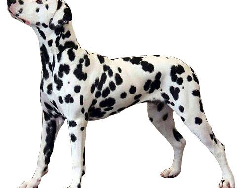 Dalmatien - Race de chien