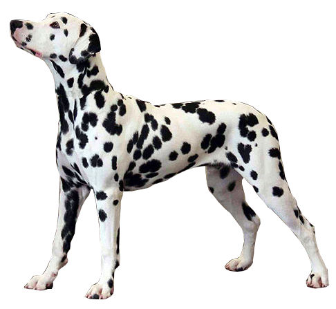 Dalmatien - Race de chien