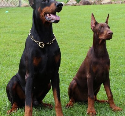 Dobermann - Race de chien