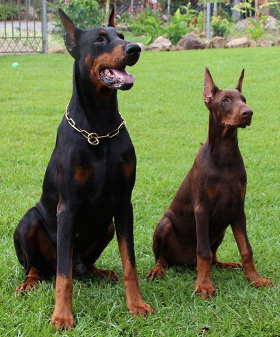 Dobermann - Race de chien