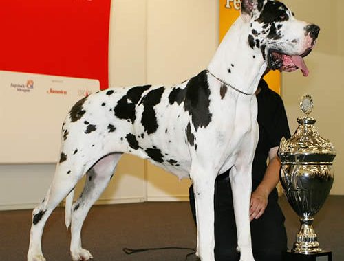 Dogue allemand - Race de chien