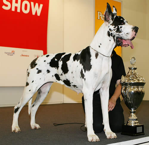 Dogue allemand - Race de chien
