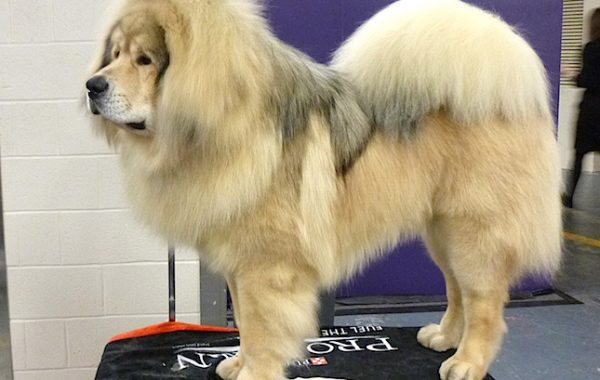 Dogue du Tibet - Race de chien