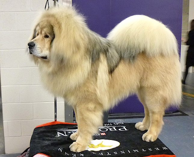 Dogue du Tibet - Race de chien