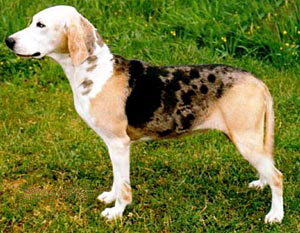 Dunker - Race de chien