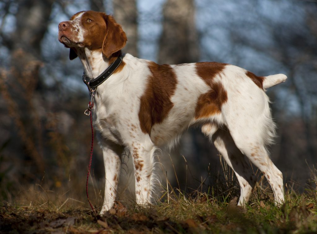 épagneul breton - Race de chien