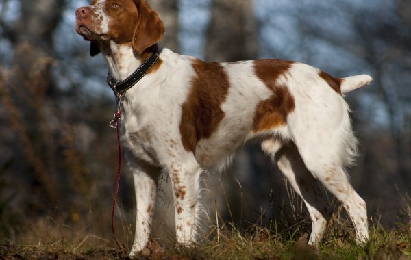 épagneul breton - Race de chien