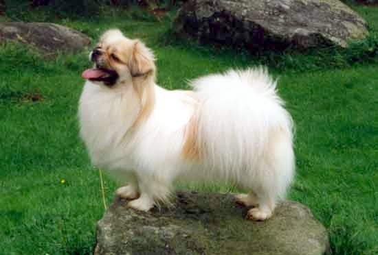 épagneul tibétain - Race de chien