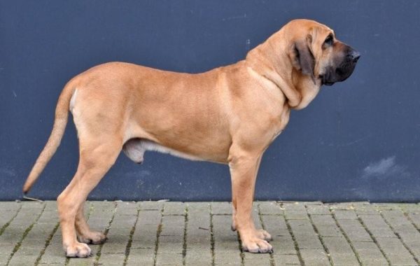 Fila Brasileiro - Race de chien