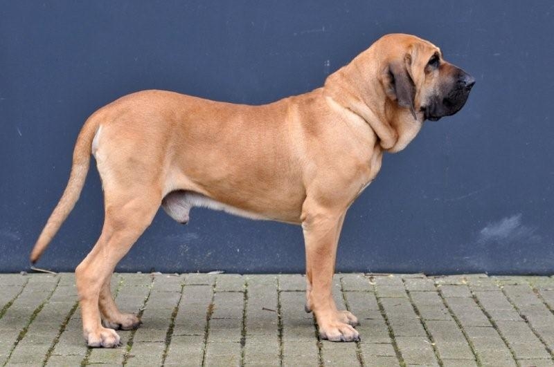 Fila Brasileiro - Race de chien