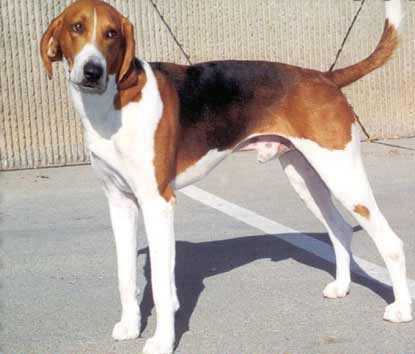 foxhound américain - Race de chien