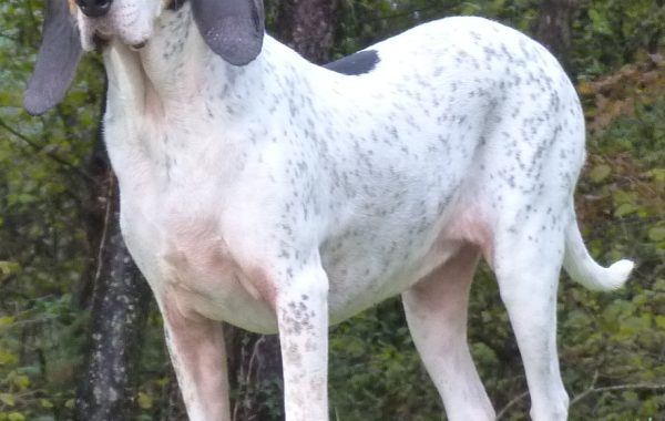 Gascon saintongeois - Race de chien