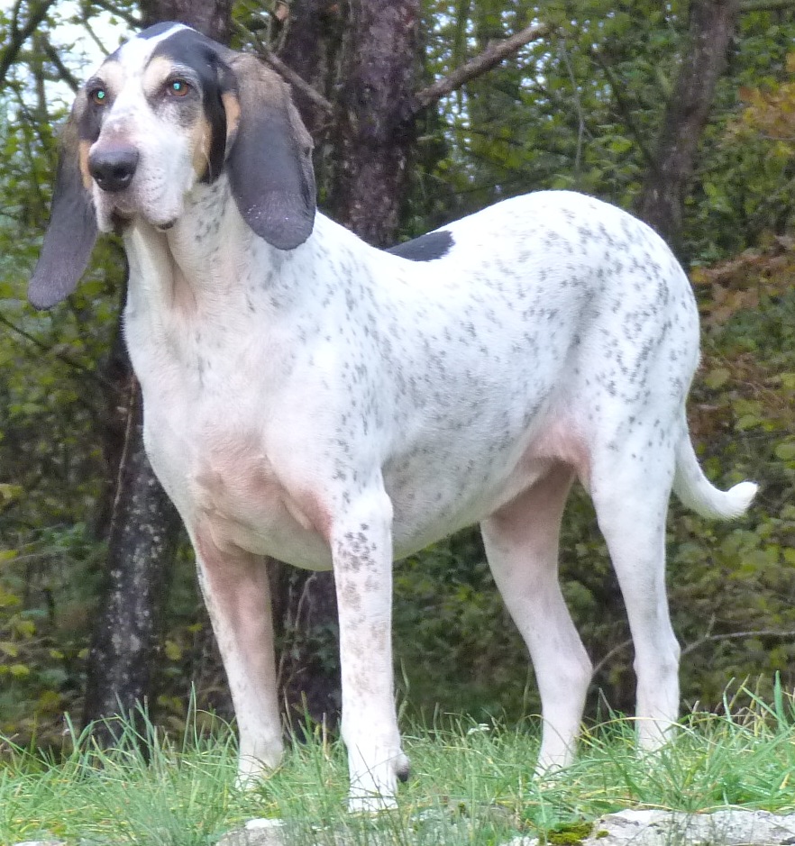 Gascon saintongeois - Race de chien