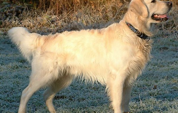 Golden retriever - Race de chien
