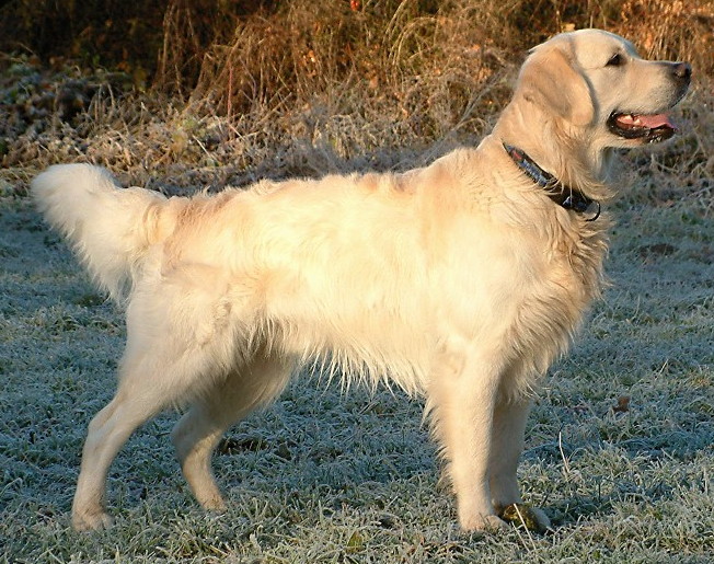 Golden retriever - Race de chien