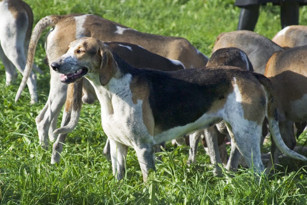 Grand anglo-français tricolore - Race de chien