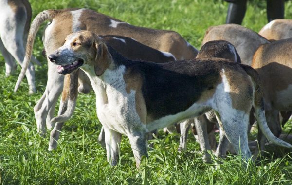 Grand anglo-français tricolore - Race de chien