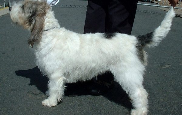 Grand basset griffon vendéen - Race de chien