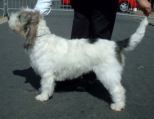 Grand basset griffon vendéen - Race de chien
