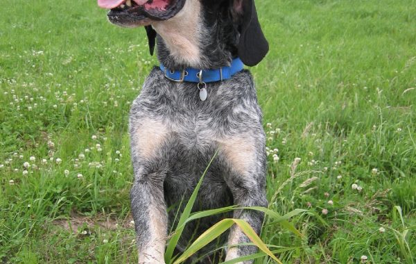 Grand Bleu de Gascogne - Race de chien