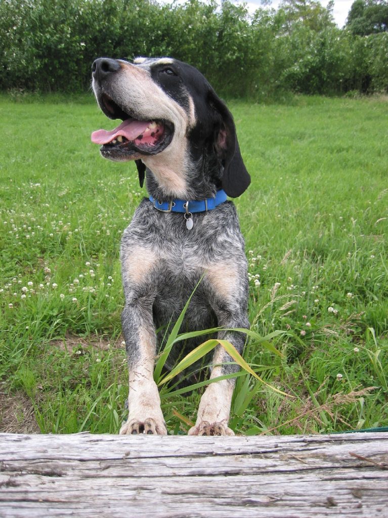 Grand Bleu de Gascogne - Race de chien