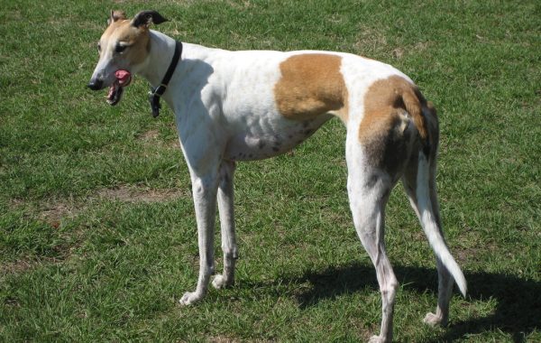 Lévrier greyhound - Race de chien