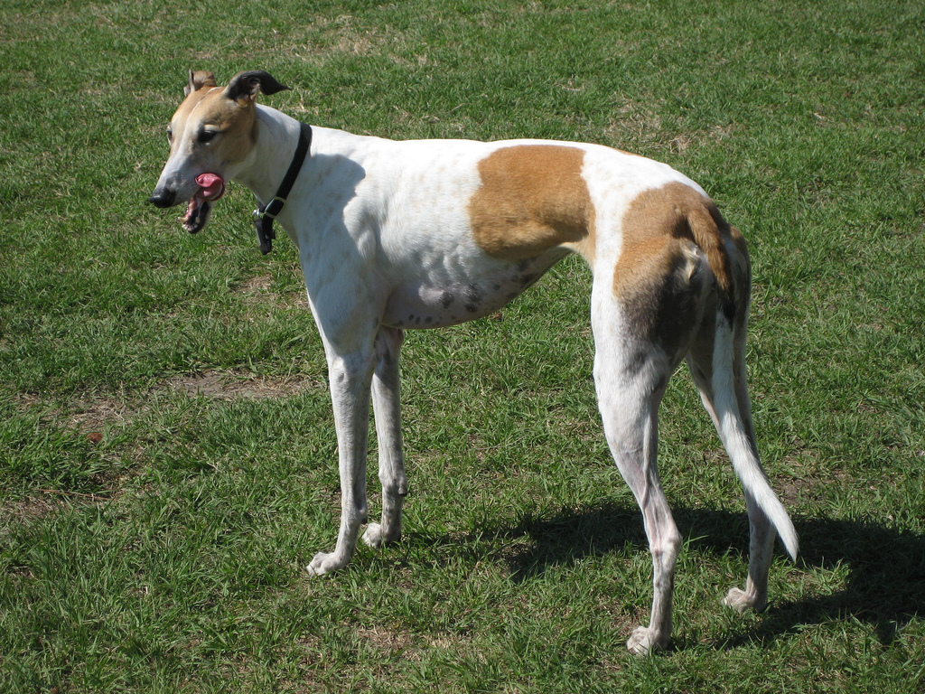 Lévrier greyhound - Race de chien