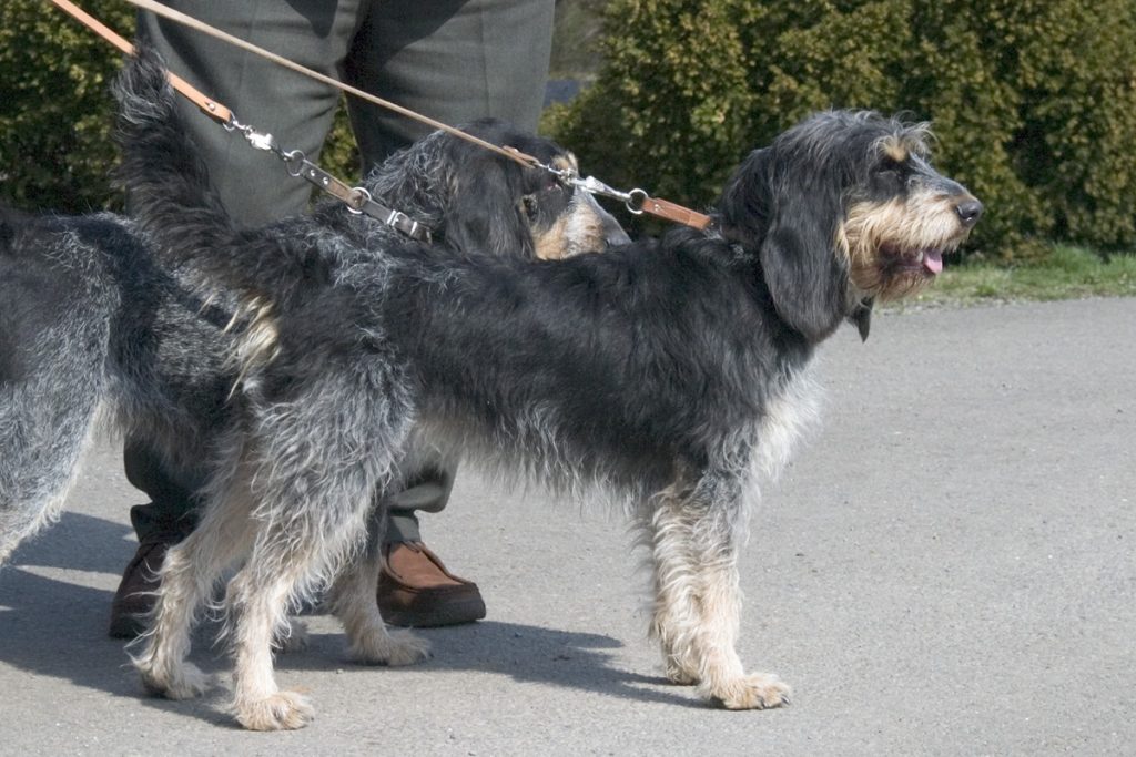 Griffon bleu de Gascogne - Race de chien