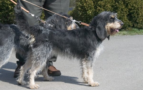 Griffon bleu de Gascogne - Race de chien
