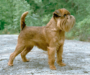Griffon bruxellois - Race de chien